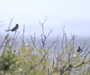 Pyrrhuloxia